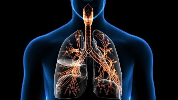 3d,Illustration,Of,Trachea,Bronchi,Part,Of,Respiratory,System